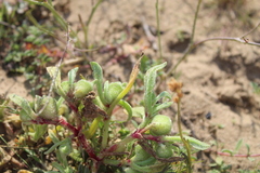 Mesembryanthemum crystallinum