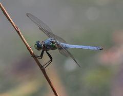 Erythemis collocata