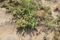 Mesembryanthemum crystallinum