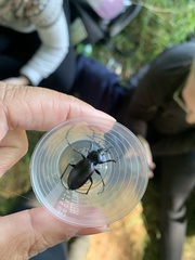 Carabus violaceus