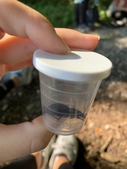 Carabus