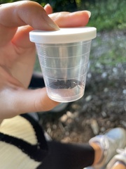 Carabus
