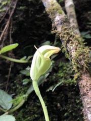 Pterostylis hildae