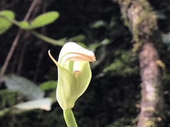 Pterostylis hildae