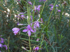 Chamaenerion dodonaei