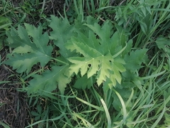 Heracleum dissectum