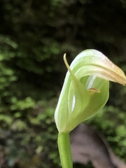 Pterostylis hildae
