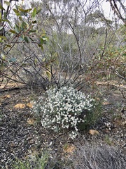 Olearia pimeleoides