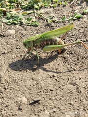 Decticus verrucivorus