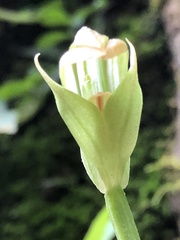 Pterostylis hildae