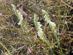 Spiranthes spiralis