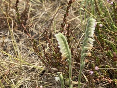 Spiranthes spiralis