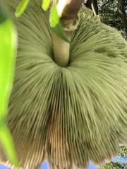 Chlorophyllum molybdites image