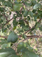 Bridelia leichhardtii