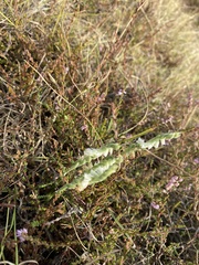 Spiranthes spiralis