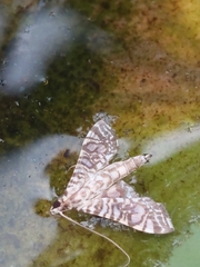 Glyphodes onychinalis