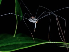 Sclerosomatidae
