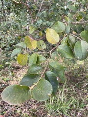 Bridelia leichhardtii