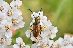 Pseudovadonia livida