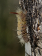 Calliteara pudibunda