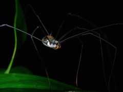 Sclerosomatidae