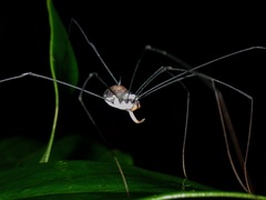 Sclerosomatidae