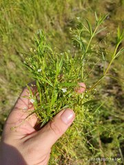 Veronica scutellata
