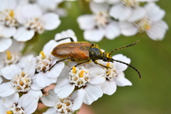 Pseudovadonia livida