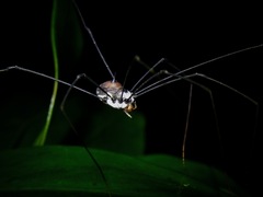 Sclerosomatidae