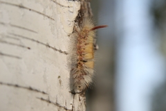 Calliteara pudibunda