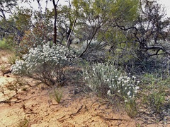 Olearia pimeleoides