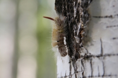 Calliteara pudibunda