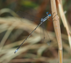 Lestes alacer