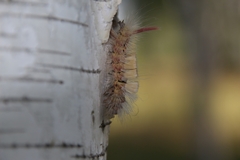 Calliteara pudibunda