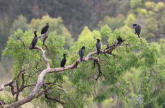 Phalacrocorax sulcirostris