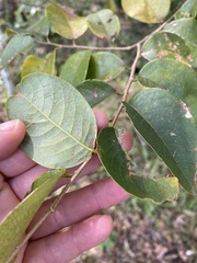 Bridelia leichhardtii