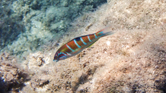 Thalassoma pavo