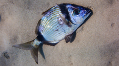 Diplodus vulgaris
