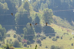 Streptopelia orientalis