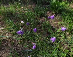 Campanula rotundifolia