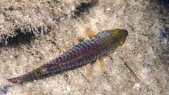 Sparisoma cretense