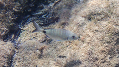 Diplodus sargus