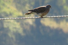 Streptopelia orientalis