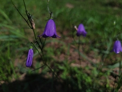 Campanula rotundifolia