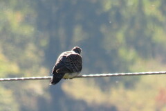 Streptopelia orientalis