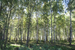 Betula pendula