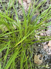 Carex remota
