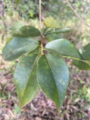 Bridelia leichhardtii