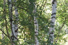 Betula pendula