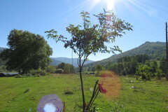 Sambucus racemosa